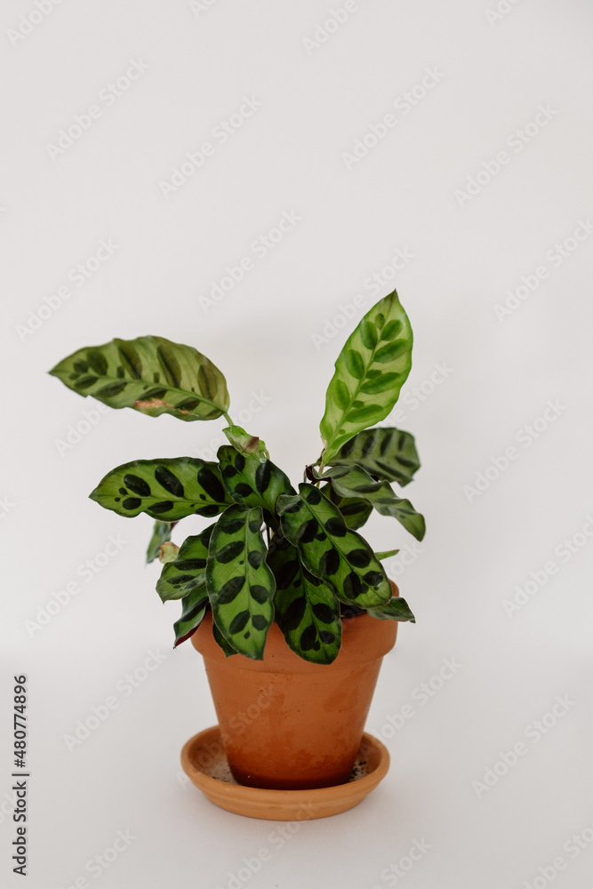 Fototapeta premium Calathea Prayer Plant Houseplant