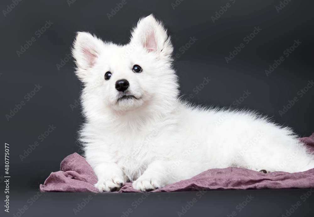 Fototapeta premium white swiss shepherd puppy on gray background