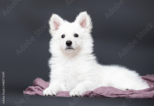 white swiss shepherd puppy on gray background