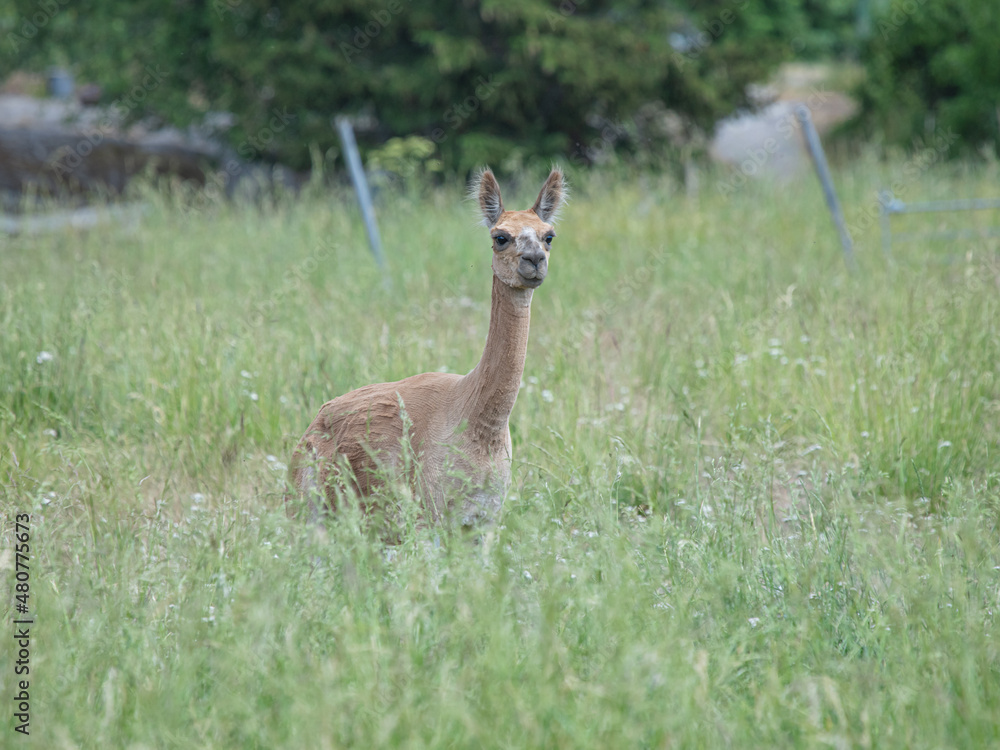 Llamas graze on a green meadow on a summer day Llamas graze on a green meadow on a summer day