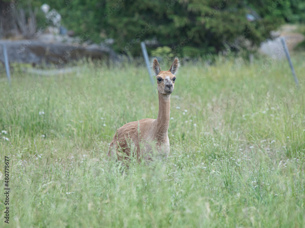 Llamas graze on a green meadow on a summer day