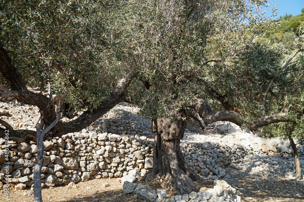Garden with perennial and centennial olive trees. Garden with perennial and centennial olive trees.