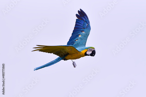Macaw parrots during a flight
