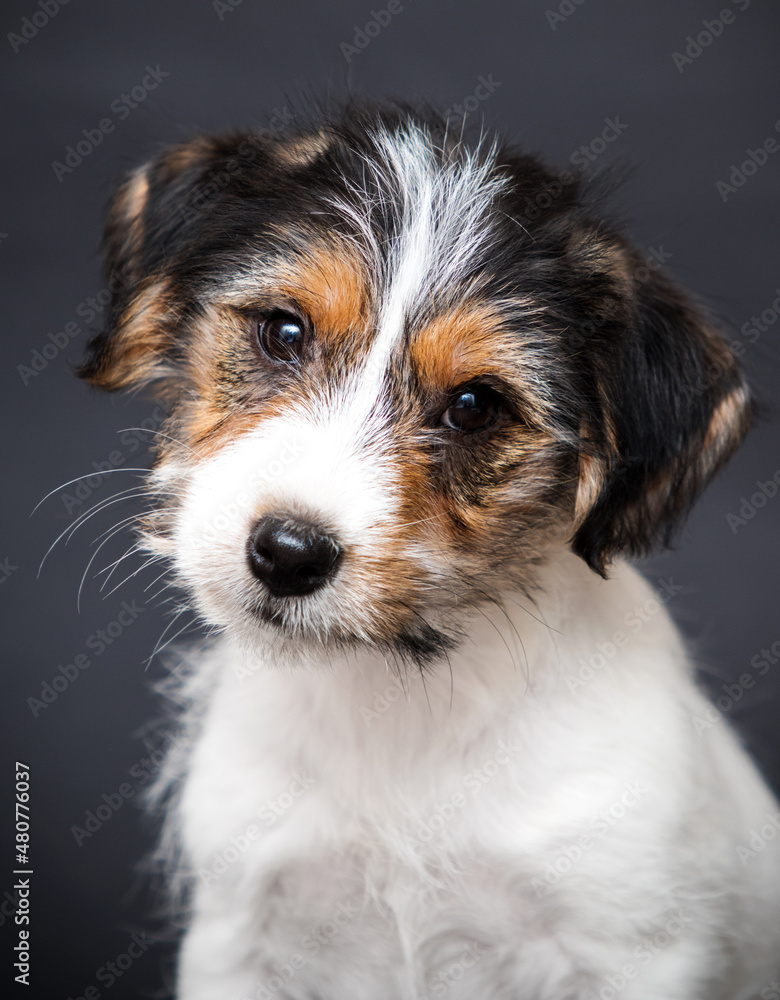portrait of a jack russell puppy on a gray background