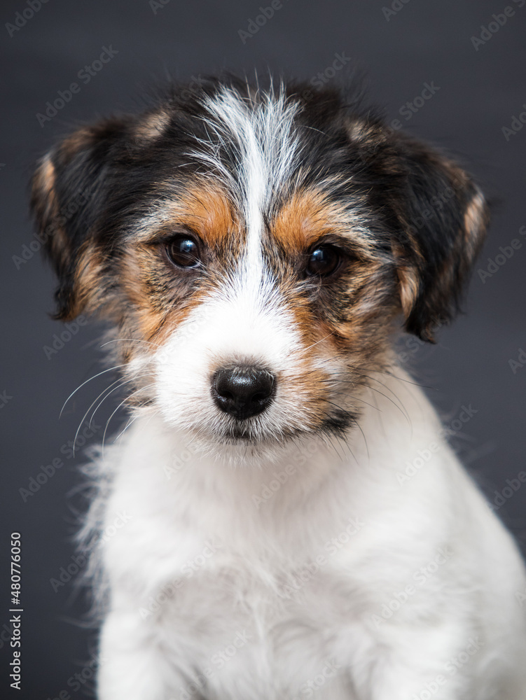 muzzle jack russell puppy on a gray background muzzle jack russell puppy on a gray background
