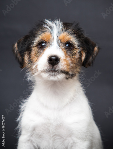 muzzle jack russell puppy on a gray background © Happy monkey