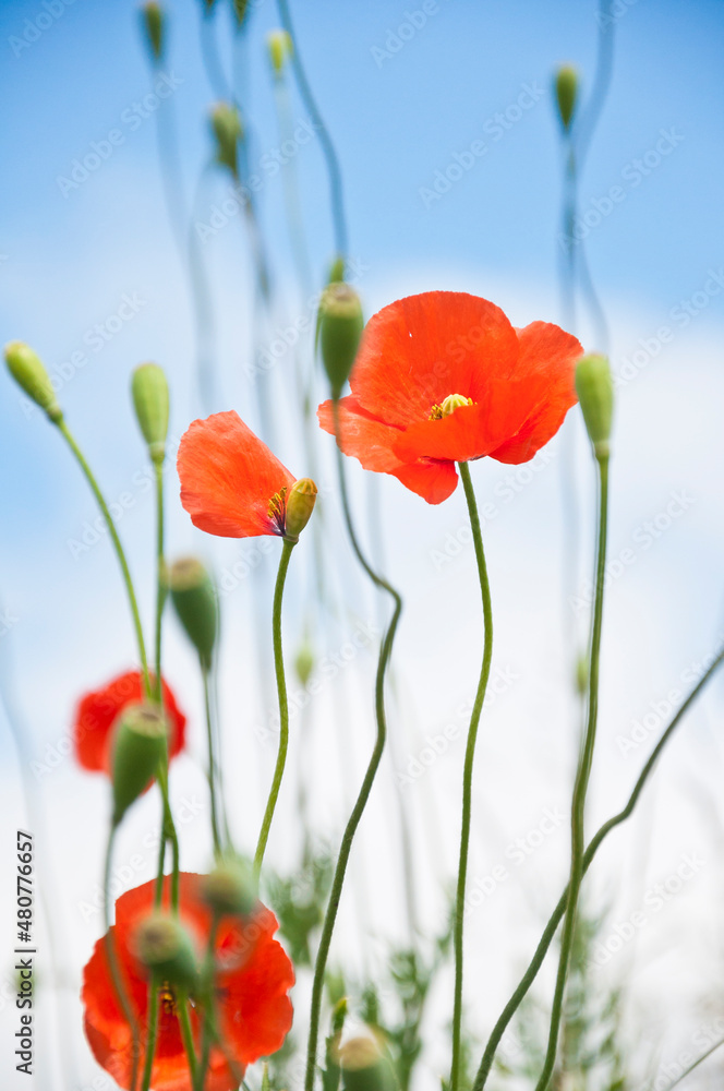 Fototapeta premium poppy flowers