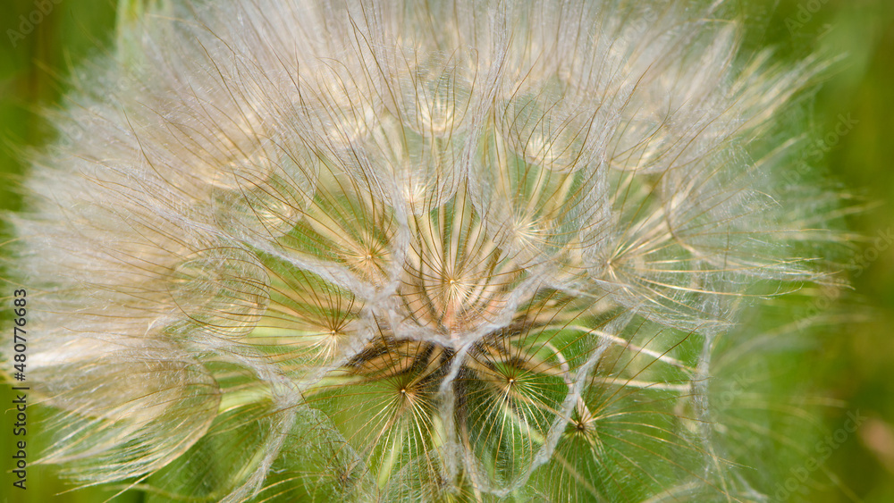 Fototapeta premium tender dandelion in a field in green grass - Tragopogon pratensis. Dandelion seed head in meadow, close-up nature. Macro shot of seed head, delicate and beautiful Tragopogon. bokeh