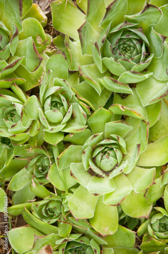 garden succulent closeup