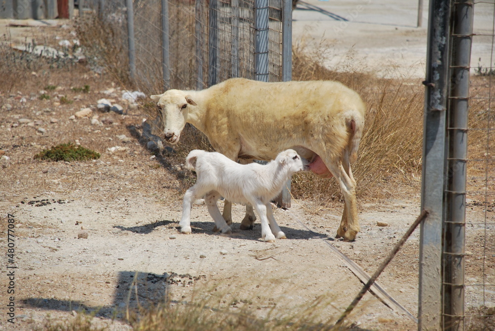 The sheep and his little lamb