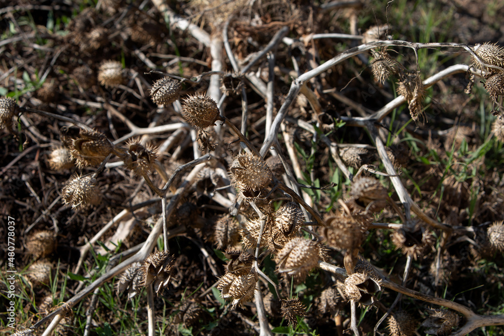 photo of a dried prickly plant. The topic of water shortage and weeds in the fields. Selective focus photo of a dried prickly plant. The topic of water shortage and weeds in the fields. Selective focus