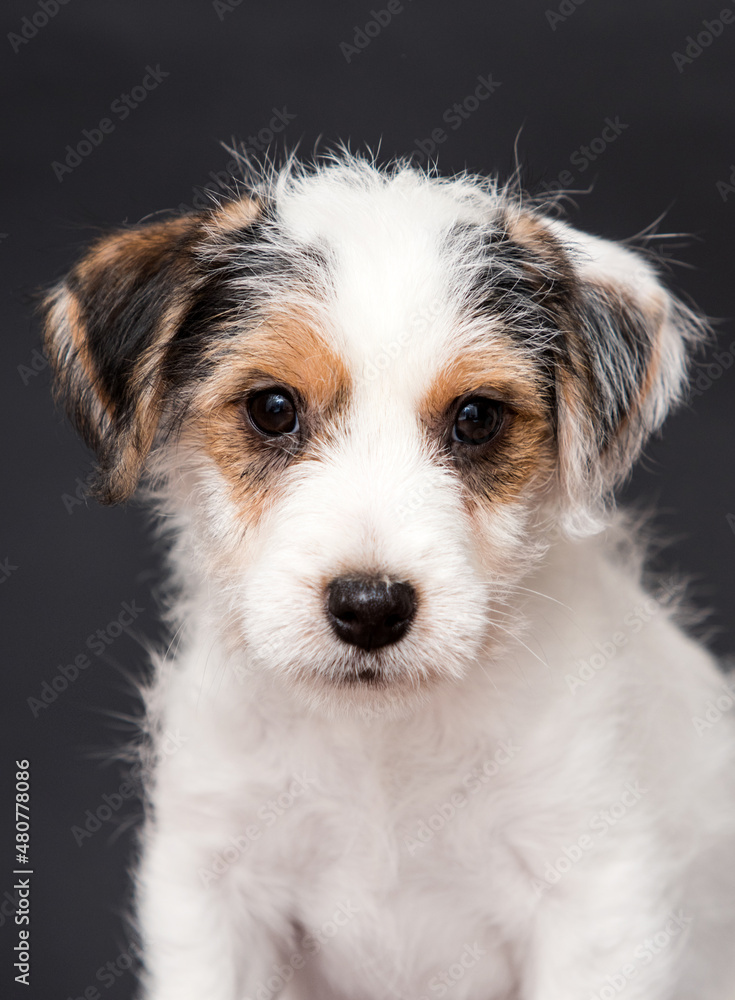 cute jack russell puppy portrait on gray background cute jack russell puppy portrait on gray background