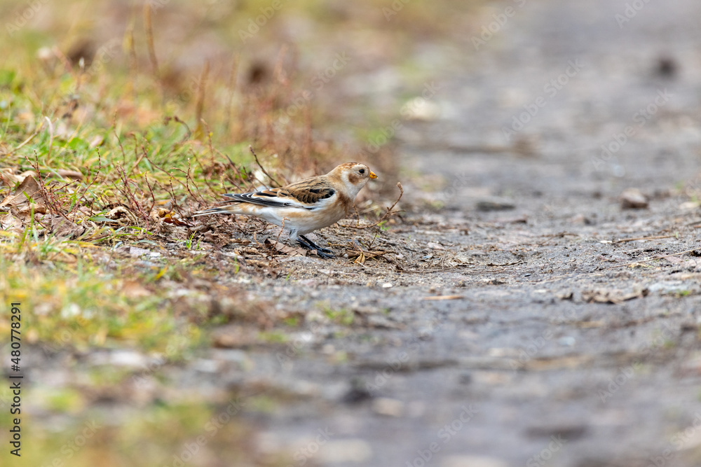 Snow Bunting (Plectrophenax nivalis). Snow Bunting (Plectrophenax nivalis).