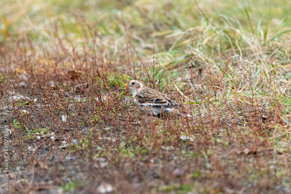 Snow Bunting (Plectrophenax nivalis). Snow Bunting (Plectrophenax nivalis).