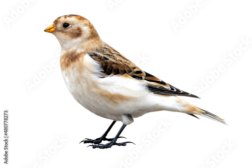 Snow Bunting (Plectrophenax nivalis).