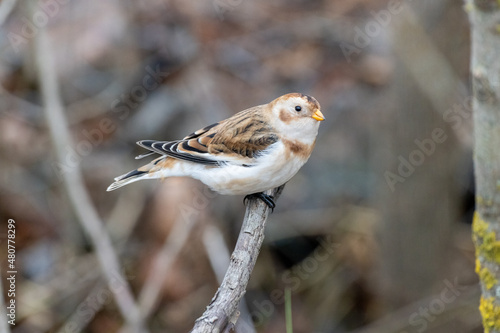 Snow Bunting (Plectrophenax nivalis).