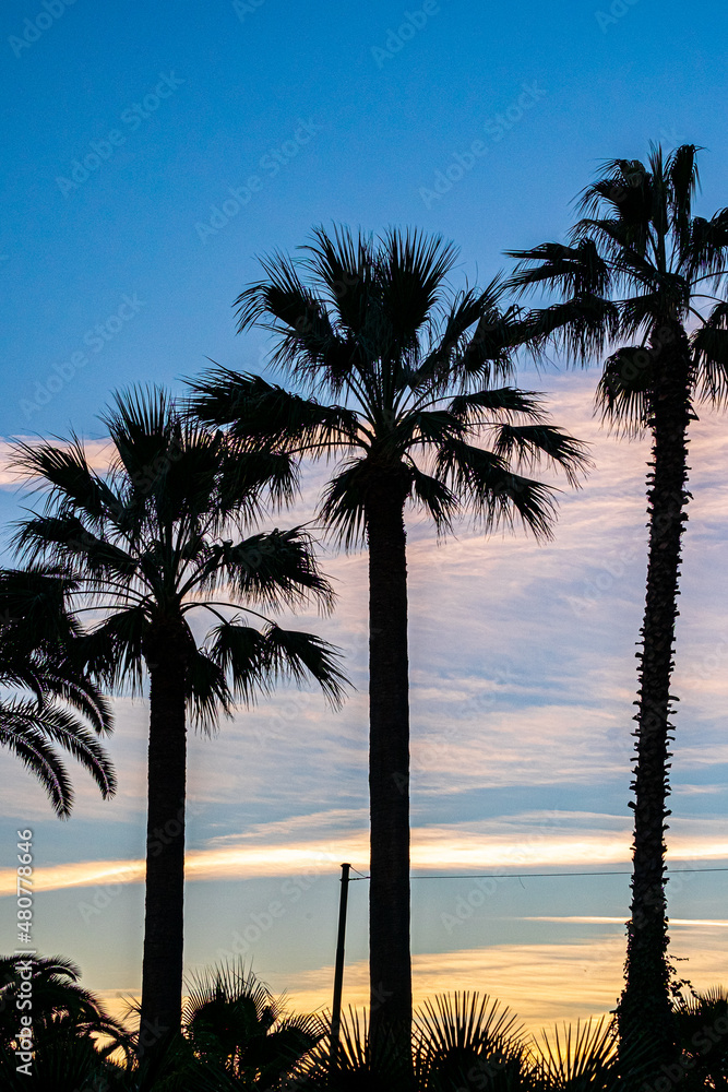 palms shadow, italian beautiful sunset