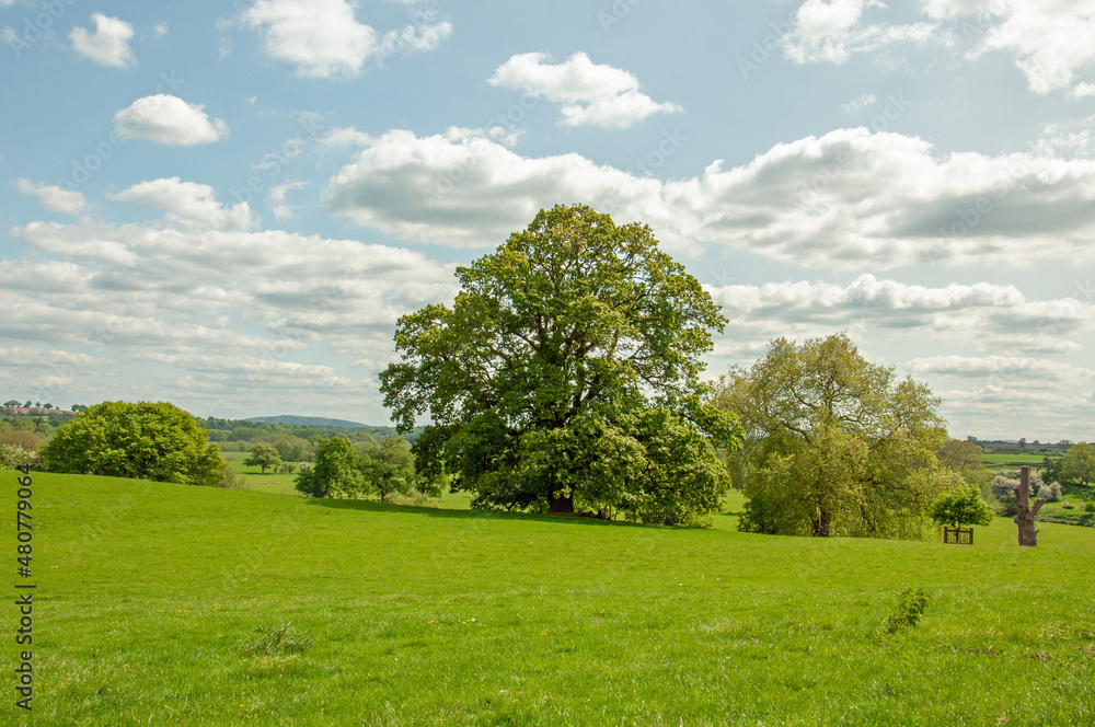 summertime scenery in the UK countryside. summertime scenery in the UK countryside.