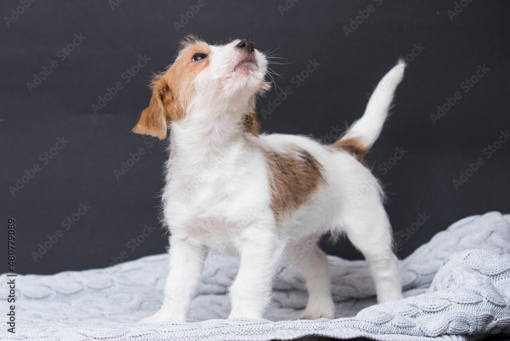 red and white color jack russell puppy in the studio
