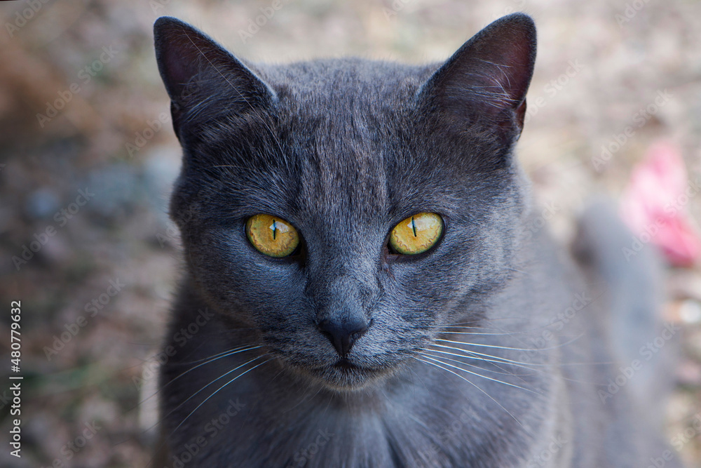 beautiful gray cat. close-up of the head of a gray cat with big yellow eyes. Chartres the cat looks directly into the camera with large yellow golden eyes. domestic animal