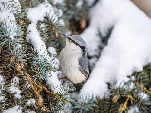 Eurasian nuthatch or wood nuthatch, lat. Sitta europaea, sitting on the fir branch with snow in winter forest