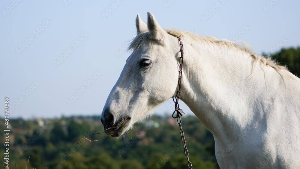 portrait of a white horse close-up. beautiful horse in the field. domestic animal. Arabian horse standing in an agriculture field with grass in sunny weather. strong, hardy and fast animal. side view portrait of a white horse close-up. beautiful horse in the field. domestic animal. Arabian horse standing in an agriculture field with grass in sunny weather. strong, hardy and fast animal. side view