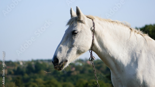 portrait of a white horse close-up. beautiful horse in the field. domestic animal. Arabian horse standing in an agriculture field with grass in sunny weather. strong, hardy and fast animal. side view © Oleksandr Filatov