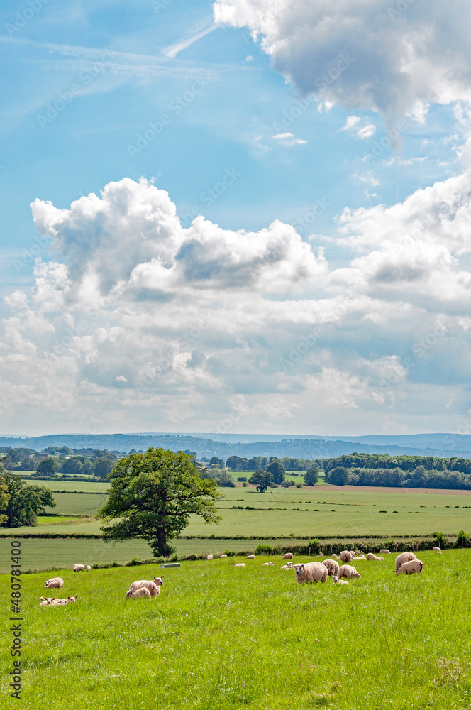 summertime scenery in the UK countryside. summertime scenery in the UK countryside.