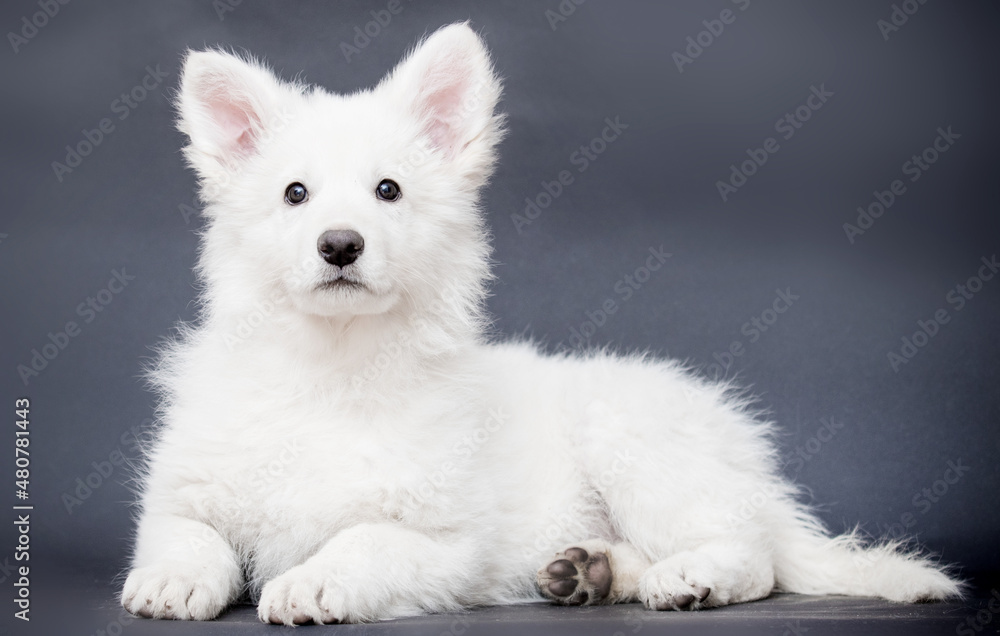 white shepherd puppy looking at the camera white shepherd puppy looking at the camera