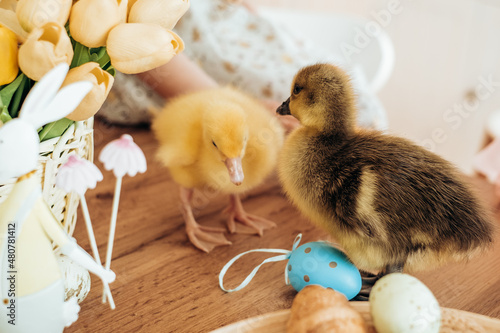 Easter chicks goslings on the table with spring flowers and eggs. Easter concept photo