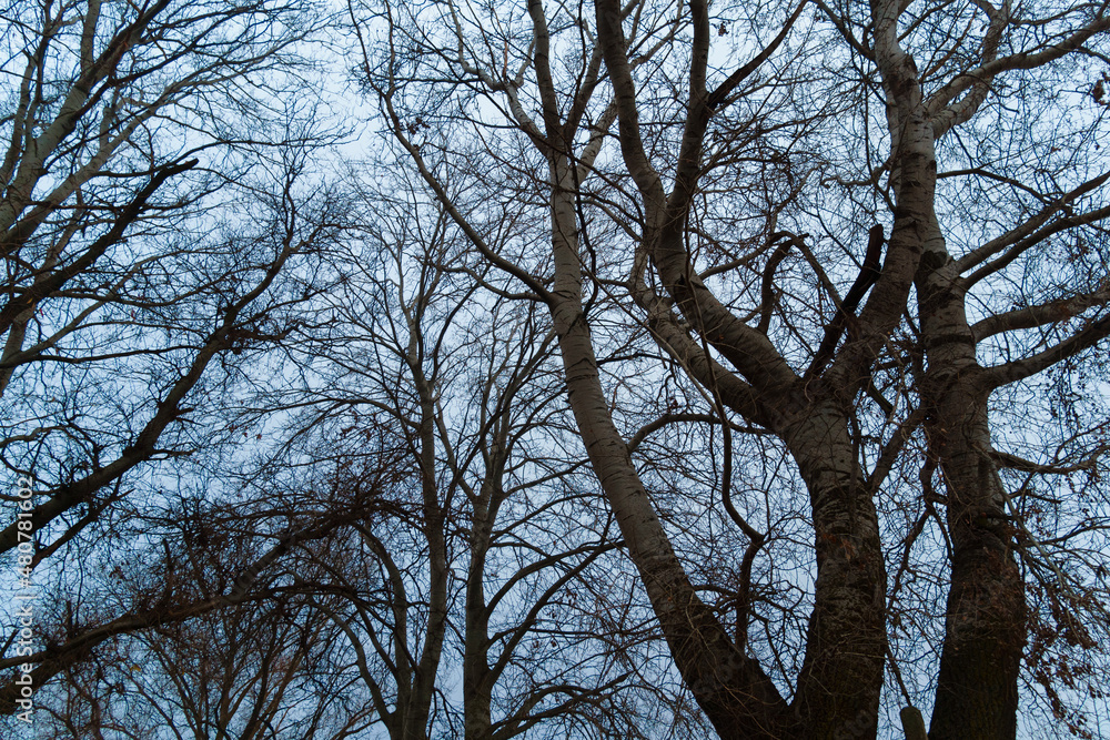Fototapeta premium wild natural landscape, late autumn season, bare branches of trees without leaves, cloudy weather with haze, forest with silhouettes of trees