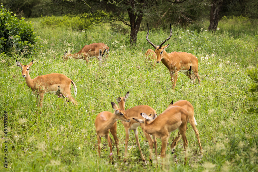 Group of impala image taken on Safari located in the Tarangire, National park, Tanzania. Group of impala image taken on Safari located in the Tarangire, National park, Tanzania.