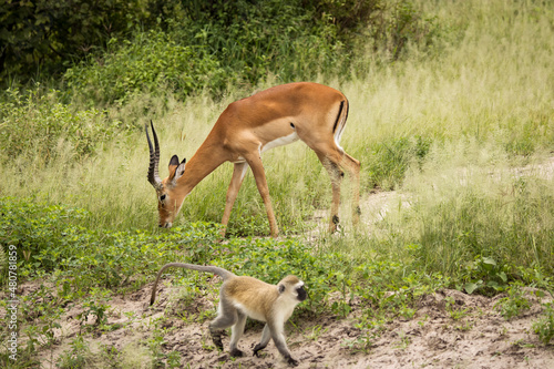 Obraz na płótnie Monkey together with impala during safari in National Park of Tarangire, Tanzania. w salonie
