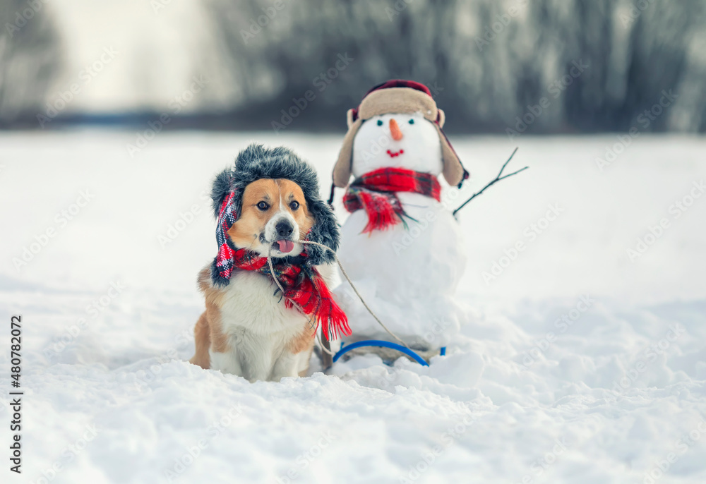 funny charming corgi dog in a warm hat carries a snowman in a sled