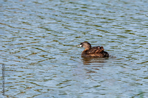 A parent Pied-billed Grebe (Podilymbus podiceps) swimming with a chick riding on the parent's back.
