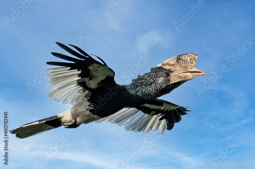 Black-and-white-casqued hornbill  (Bycanistes subcylindricus), also known as grey-cheeked hornbill in flight, Mpanga forest, Uganda photo