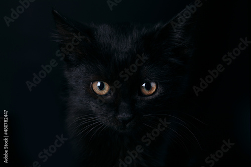 Closeup portrait of a Halloween black cat