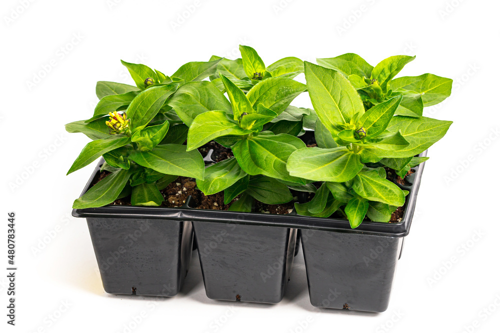 Naklejka premium Zinnia Seedling Spring Flowers in Pots Ready for Planting for Spring Landscaping Planting on White Background. Selective focus.