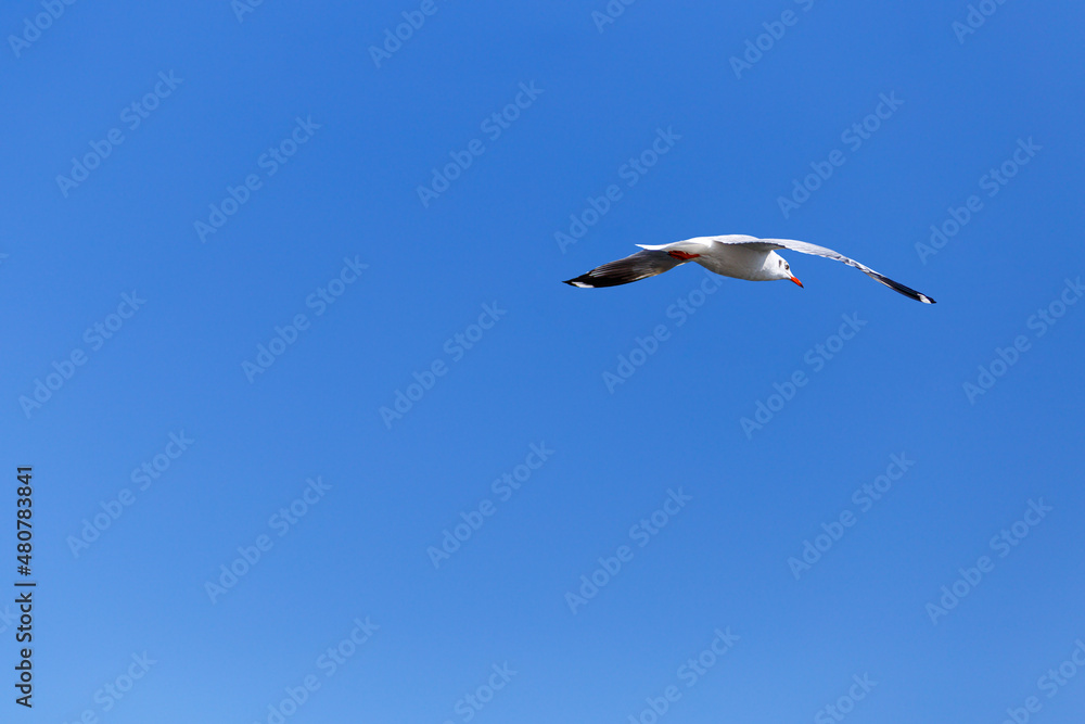 Seagull in mid-air looking to the left with a blue sky background and light clouds. Copy space. Seagull in mid-air looking to the left with a blue sky background and light clouds. Copy space.