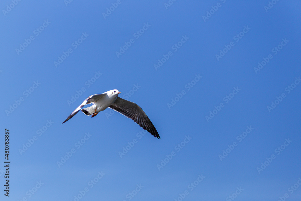 The Seagull flying in the sky over the sea The Seagull flying in the sky over the sea