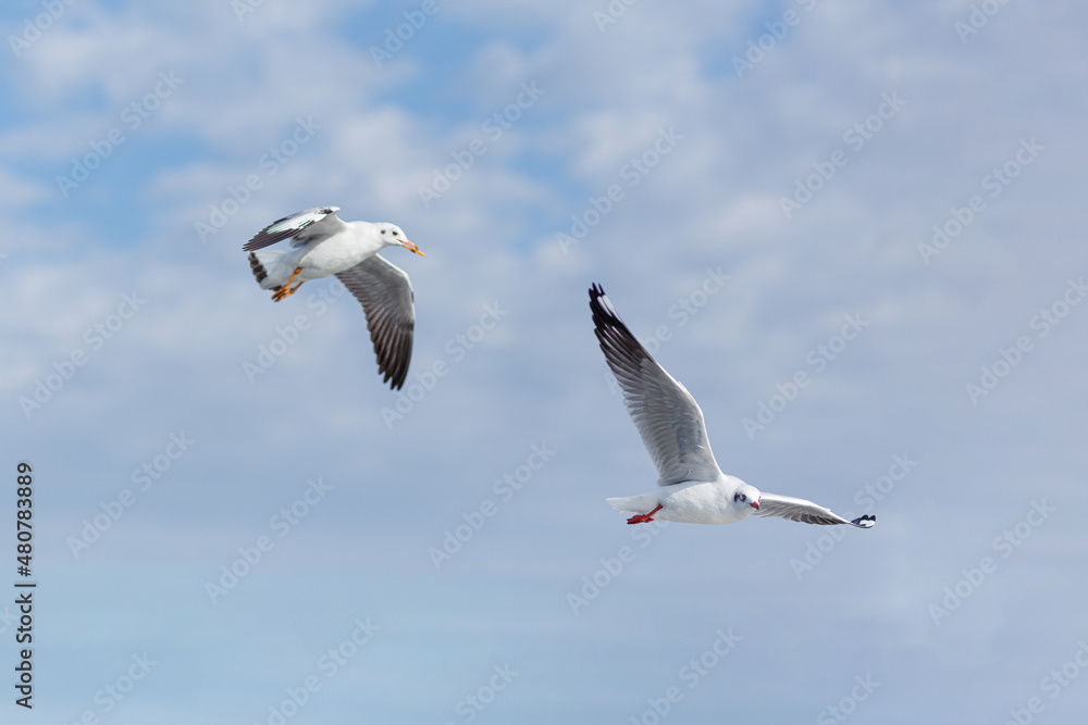 Obraz premium Flying Seagulls