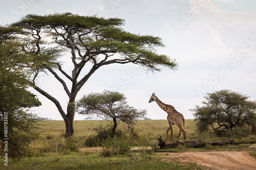 Portrait of a giraffe looking on the camera during safari in Tarangire National Park, Tanzania, with beautiful acacia tree in background. Wild nature of Africa. © danmir12