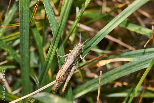 Locusts are sitting in the grass on the lawn. Locusts, acrides - several species of insects of the family of true locusts (Acrididae).