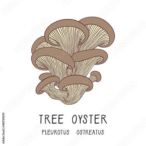 Vector illustration of a tree oyster mushroom isolated on white background. Pleurotus ostreatus. Forest edible fungi. Liquid culture. 