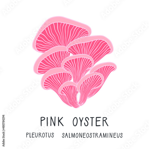 Vector illustration of a pink oyster mushroom isolated on white background. Pleurotus salmoneostramineus. Forest edible fungi. Liquid culture. Agaricus djamor