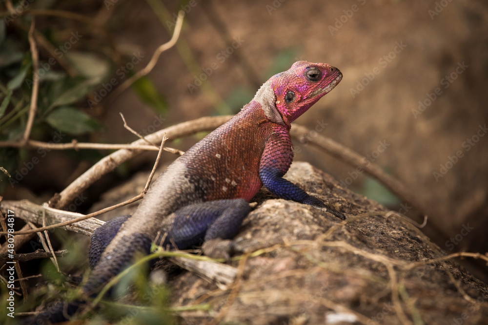 Colorful agama reptile during safari in National Park of Serengeti, Tanzania. Wild nature of Africa. Colorful agama reptile during safari in National Park of Serengeti, Tanzania. Wild nature of Africa.