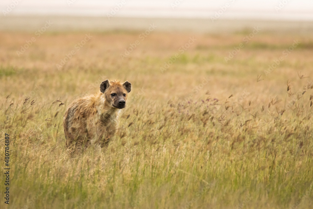 Hyena in the grass during safari in National Park of Ngorongoro, Tanzania. Wild nature of Africa Hyena in the grass during safari in National Park of Ngorongoro, Tanzania. Wild nature of Africa