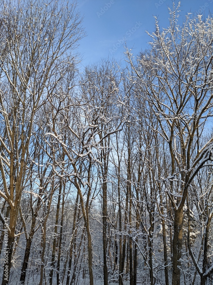Fototapeta premium Winter park