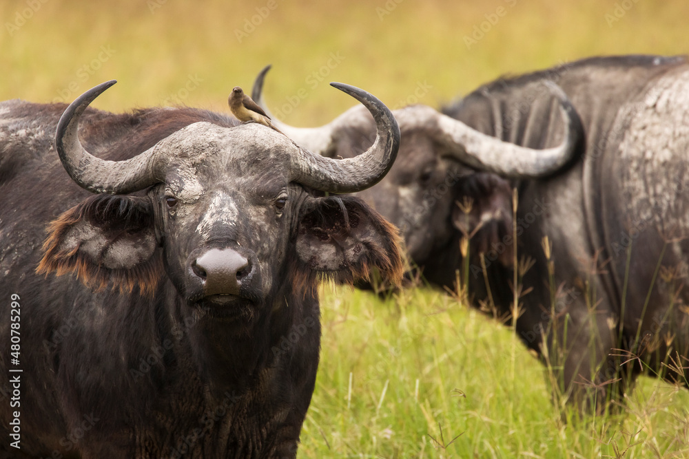 Buffalo in the grass during safari in Serengeti National Park in Tanzani. Wilde nature of Africa. Buffalo in the grass during safari in Serengeti National Park in Tanzani. Wilde nature of Africa.