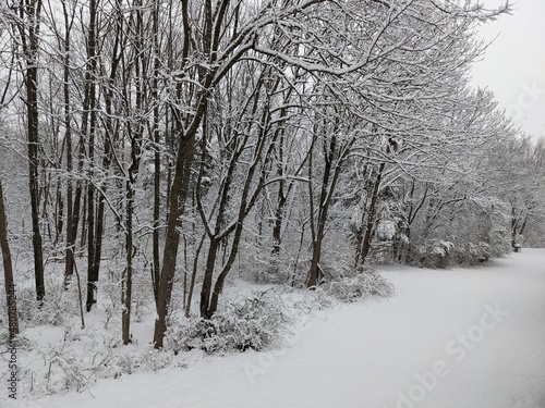 Wallpaper Mural winter snow forest Torontodigital.ca